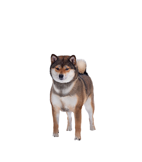 Заголовок