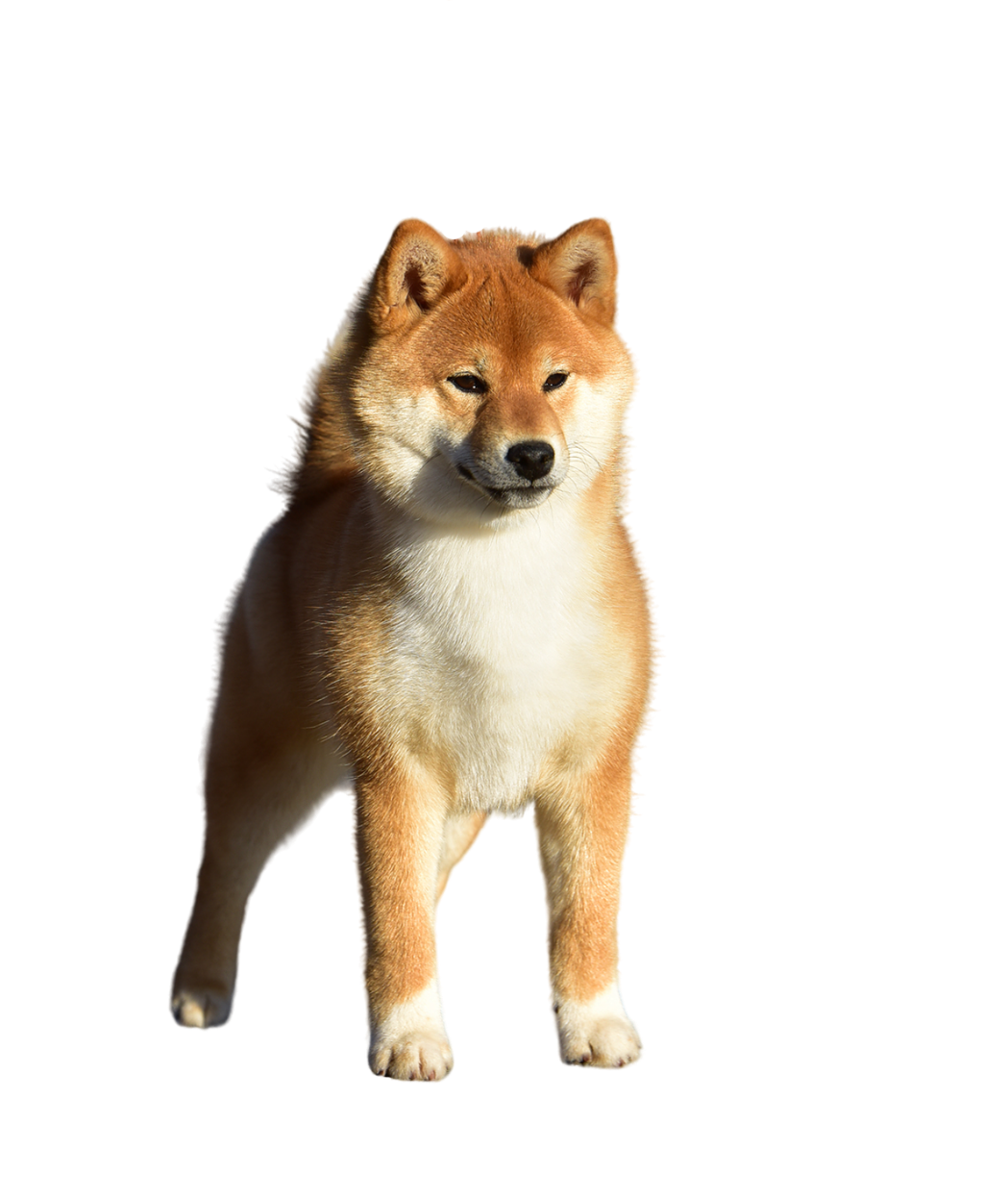 Заголовок